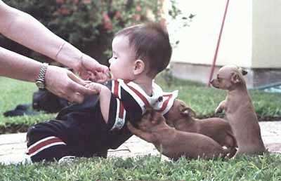 Ребенок малютка и щенки